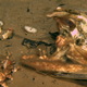 That light brownish fuzz is actually a newly discovered species of Osedax—a bone-eating worm.